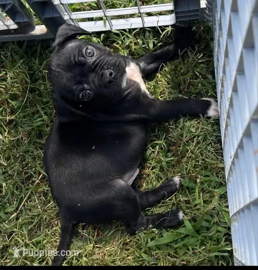 COLE – American Bulldog, French Bulldog puppy for sale in Richmond, VA