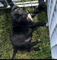 COLE, a male American Bulldog and French Bulldog for sale in Richmond, VA – 1 of 1