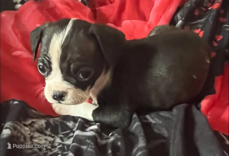 joy – American Bulldog, French Bulldog puppy for sale in Richmond, VA