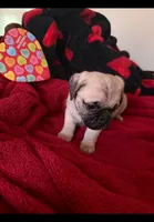 Bear, a male Pug for sale in Richmond, VA – Photo 2 of 2