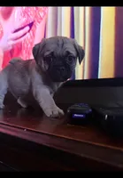 Bear, a male Pug for sale in Richmond, VA – Photo 1 of 2