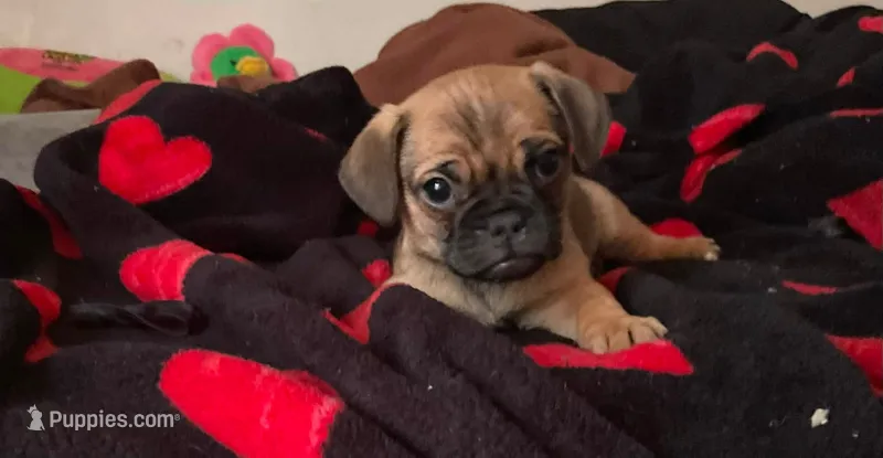 Handsome – Pug puppy for sale in Richmond, VA