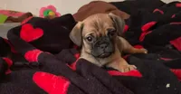 Handsome, a male Pug for sale in Richmond, VA – 1 of 1