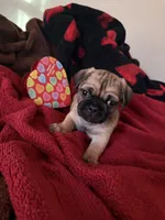 Little Man, a male Pug for sale in Richmond, VA – Photo 2 of 2