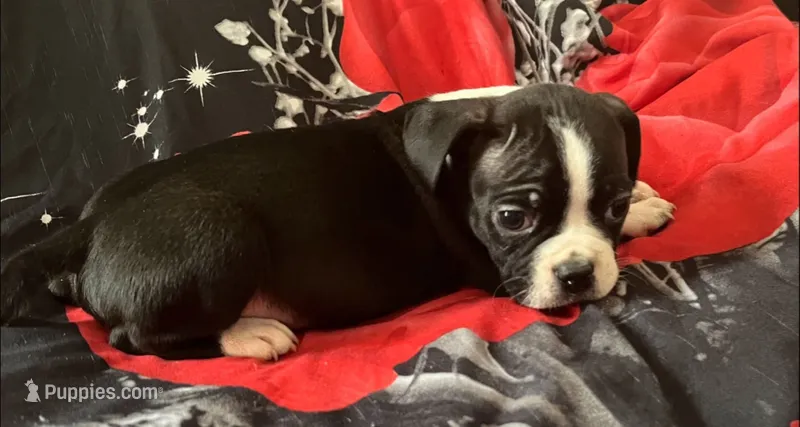 Rocky – American Bulldog, French Bulldog puppy for sale in Richmond, VA