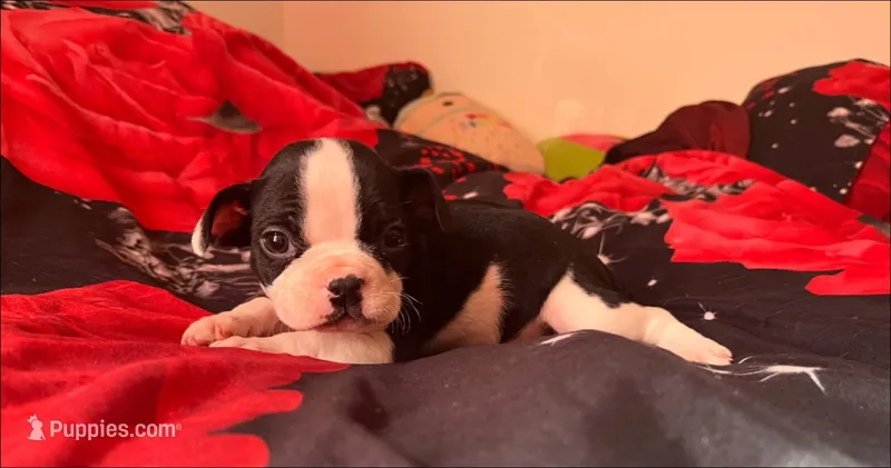 Baby Girl – American Bulldog, French Bulldog puppy for sale in Richmond, VA
