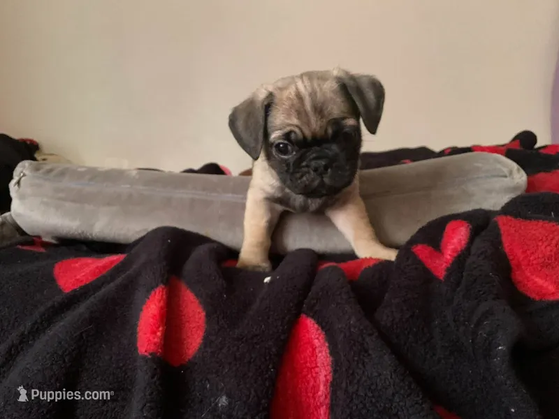 Baby Boy – Pug puppy for sale in Richmond, VA