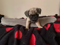 Baby Boy, a male Pug for sale in Richmond, VA – 1 of 1