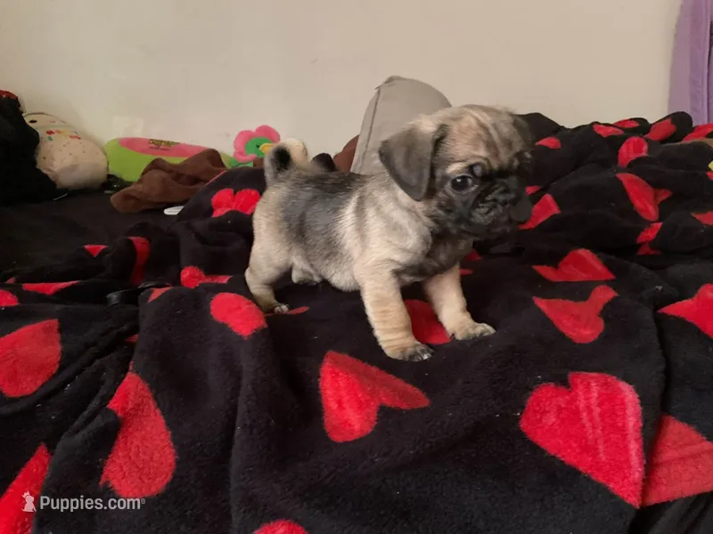 Pappa – Pug puppy for sale in Richmond, VA