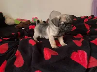 Pappa, a male Pug for sale in Richmond, VA – 1 of 1