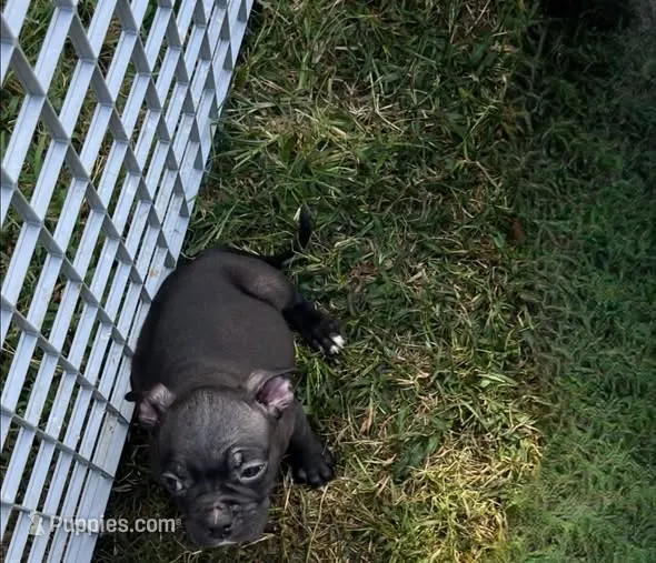 Shadow – American Bulldog, French Bulldog puppy for sale in Richmond, VA