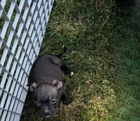 Shadow, a male American Bulldog and French Bulldog for sale in Richmond, VA – 1 of 1