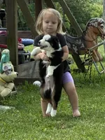 Bobby, a male Miniature Australian Shepherd for sale in California, MO – 2 of 8