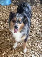 Haley, a female Miniature Australian Shepherd for sale in California, MO – Photo 2 of 3