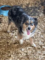 Haley, a female Miniature Australian Shepherd for sale in California, MO – Photo 3 of 3