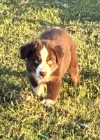 Red Tri with Blue Eye, a male Miniature Australian Shepherd for sale in California, MO – 2 of 8