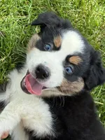 Queen, a female Miniature Australian Shepherd for sale in California, MO – 1 of 7
