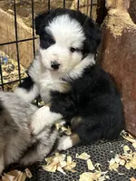 Bobby, a male Miniature Australian Shepherd for sale in California, MO – 8 of 8