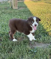 Red Tri with Blue Eye, a male Miniature Australian Shepherd for sale in California, MO – 6 of 8