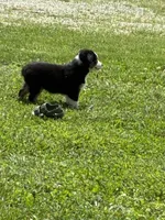 Queen, a female Miniature Australian Shepherd for sale in California, MO – 3 of 7