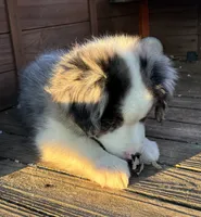 Bluey the Blue Merle, a male Miniature Australian Shepherd for sale in California, MO – 4 of 9