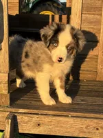 Bluey the Blue Merle, a male Miniature Australian Shepherd for sale in California, MO – 8 of 9