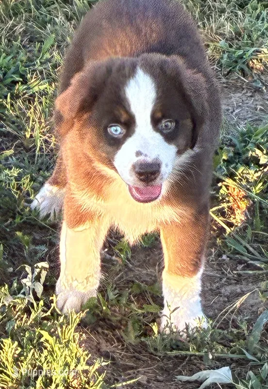 Red Tri with Blue Eye – Miniature Australian Shepherd puppy for sale in California, MO