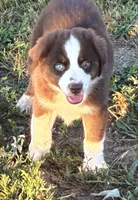 Red Tri with Blue Eye, a male Miniature Australian Shepherd for sale in California, MO – 1 of 8