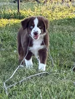 Red Tri with Blue Eye, a male Miniature Australian Shepherd for sale in California, MO – 8 of 8
