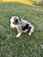 Bluey the Blue Merle, a male Miniature Australian Shepherd for sale in California, MO – 9 of 9