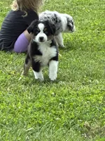 Queen, a female Miniature Australian Shepherd for sale in California, MO – 6 of 7
