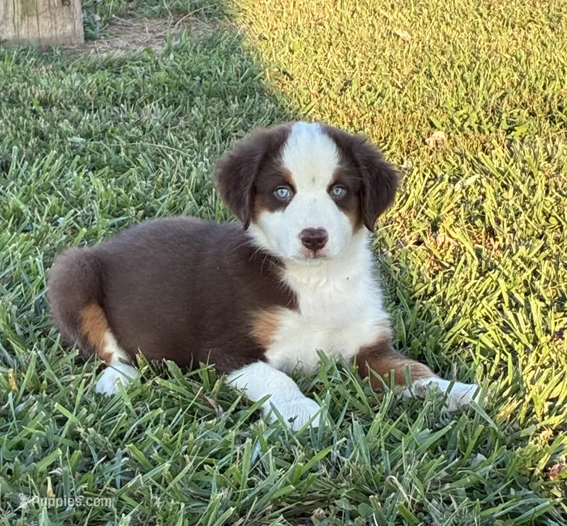 BLUE EYED RED TRI – Miniature Australian Shepherd puppy for sale in California, MO