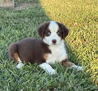 BLUE EYED RED TRI, a male Miniature Australian Shepherd for sale in California, MO – 1 of 8