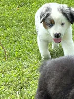 Bluey, a male Miniature Australian Shepherd for sale in California, MO – 2 of 6