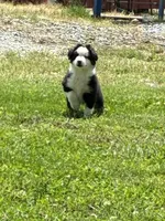 Bobby, a male Miniature Australian Shepherd for sale in California, MO – 3 of 8