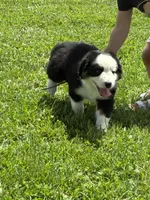 Bobby, a male Miniature Australian Shepherd for sale in California, MO – 6 of 8