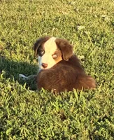 BLUE EYED RED TRI, a male Miniature Australian Shepherd for sale in California, MO – 4 of 8