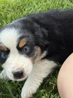 Queen, a female Miniature Australian Shepherd for sale in California, MO – 5 of 7