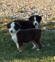 BLUE EYED RED TRI, a male Miniature Australian Shepherd for sale in California, MO – 7 of 8
