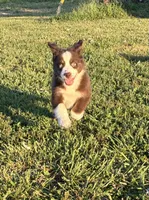 Red Tri with Blue Eye, a male Miniature Australian Shepherd for sale in California, MO – 4 of 8