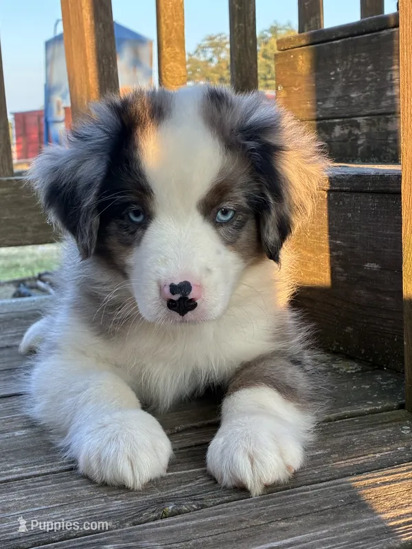 Bluey the Blue Merle – Miniature Australian Shepherd puppy for sale in California, MO