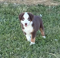 BLUE EYED RED TRI, a male Miniature Australian Shepherd for sale in California, MO – 2 of 8
