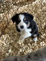 Queen, a female Miniature Australian Shepherd for sale in California, MO – 4 of 7