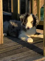 Bluey the Blue Merle, a male Miniature Australian Shepherd for sale in California, MO – 6 of 9