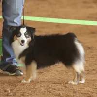 Junior, a male Toy Australian Shepherd for sale in California, MO – Photo 1 of 3