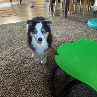 Junior, a male Toy Australian Shepherd for sale in California, MO – Photo 3 of 3