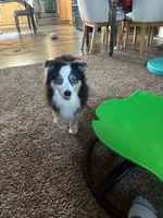 Junior, a male Toy Australian Shepherd for sale in California, MO – Photo 3 of 3