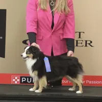 Junior, a male Toy Australian Shepherd for sale in California, MO – Photo 2 of 3