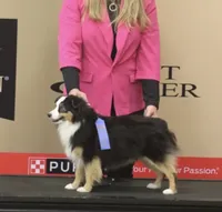 Junior, a male Toy Australian Shepherd for sale in California, MO – Photo 2 of 3