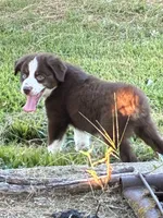 Red Tri with Blue Eye, a male Miniature Australian Shepherd for sale in California, MO – 7 of 8